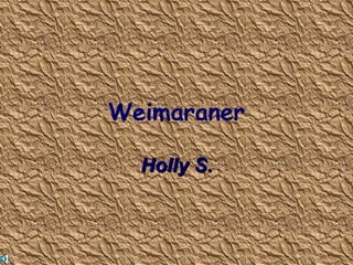 Weimaraner Holly S. 
