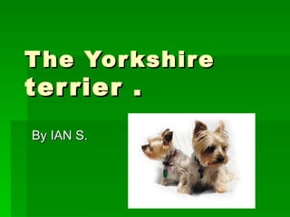 The Yorkshire  terrier . By IAN S. 