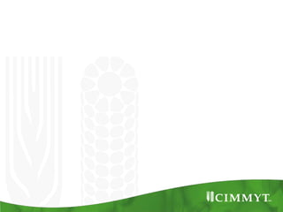Maize example-CIMMYT/Nepal or CSISA