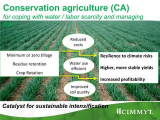 Maize example-CIMMYT/Nepal or CSISA