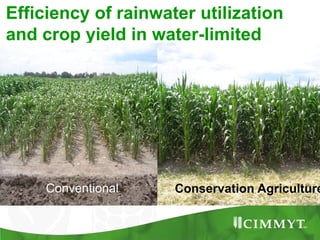 Maize example-CIMMYT/Nepal or CSISA