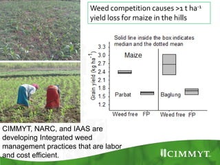 Maize example-CIMMYT/Nepal or CSISA