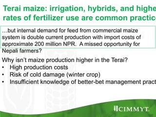 Maize example-CIMMYT/Nepal or CSISA