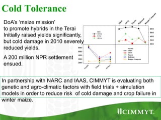 Maize example-CIMMYT/Nepal or CSISA