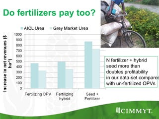 Maize example-CIMMYT/Nepal or CSISA