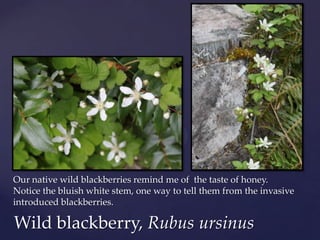 Our native wild blackberries remind me of the taste of honey.
Notice the bluish white stem, one way to tell them from the invasive
introduced blackberries.

Wild blackberry, Rubus ursinus
 