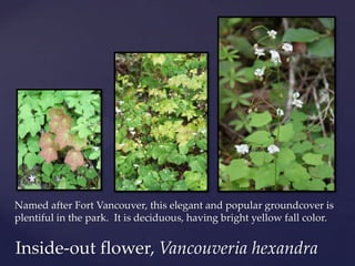 Named after Fort Vancouver, this elegant and popular groundcover is
plentiful in the park. It is deciduous, having bright yellow fall color.


Inside-out flower, Vancouveria hexandra
 