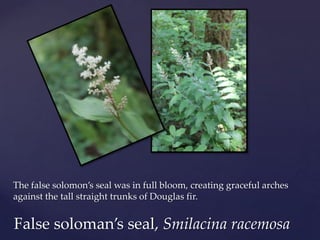 The false solomon’s seal was in full bloom, creating graceful arches
against the tall straight trunks of Douglas fir.


False soloman’s seal, Smilacina racemosa
 