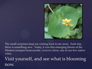 The small surprises keep me coming back to see more. Each day,
there is something new. Today, it was this emerging bloom of the
Western trumpet honeysuckle, Lonicera ciliosa, one of our few native
vines.

Visit yourself, and see what is blooming
now.
 