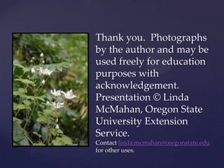 Thank you. Photographs
by the author and may be
used freely for education
purposes with
acknowledgement.
Presentation © Linda
McMahan, Oregon State
University Extension
Service.
Contact linda.mcmahan@oregonstate.edu
for other uses.
 