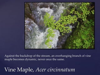 Against the backdrop of the stream, an overhanging branch of vine
maple becomes dynamic, never once the same.


Vine Maple, Acer circinnatum
 