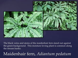 The black veins and stems of the maidenhair fern stand out against
the green background. This moisture loving plant is common along
the stream banks.

Maidenhair fern, Adiantum pedatum
 