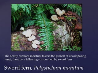 The nearly constant moisture fosters the growth of decomposing
fungi, these on a fallen log surrounded by sword fern.


Sword fern, Polystichum munitum
 