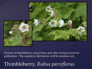 Flowers of thimbleberry attract bees and other flying insects for
pollination. The raspberry-like berries will be medium red.


Thimbleberry, Rubus parviflorus
 