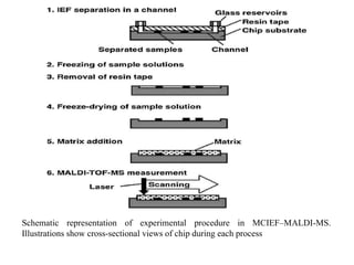 Schematic representation of experimental procedure in MCIEF–MALDI-MS.
Illustrations show cross-sectional views of chip during each process
 