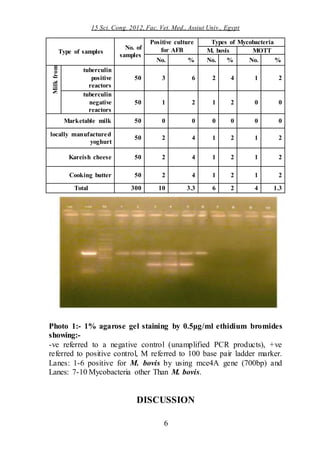 15 Sci. Cong. 2012, Fac. Vet. Med., Assiut Univ., Egypt
6
Type of samples
No. of
samples
Positive culture
for AFB
Types of Mycobacteria
M. bovis MOTT
No. % No. % No. %
Milkfrom
tuberculin
positive
reactors
50 3 6 2 4 1 2
tuberculin
negative
reactors
50 1 2 1 2 0 0
Marketable milk 50 0 0 0 0 0 0
locally manufactured
yoghurt
50 2 4 1 2 1 2
Kareish cheese 50 2 4 1 2 1 2
Cooking butter 50 2 4 1 2 1 2
Total 300 10 3.3 6 2 4 1.3
Photo 1:- 1% agarose gel staining by 0.5μg/ml ethidium bromides
showing:-
-ve referred to a negative control (unamplified PCR products), +ve
referred to positive control, M referred to 100 base pair ladder marker.
Lanes: 1-6 positive for M. bovis by using mce4A gene (700bp) and
Lanes: 7-10 Mycobacteria other Than M. bovis.
DISCUSSION
 
