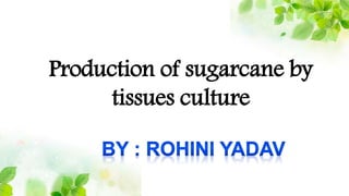 Production of sugarcane by
tissues culture
 