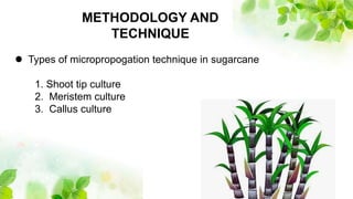  Production of sugarcane by tissues culture