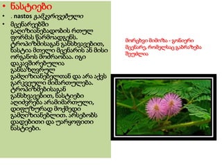 • ნასტიები
• . nastos გამკვრივებული
• მცენარეებში
გაღიზიანებადობის რთულ
ფორმას წარმოადგენს.
ტროპიზმისაგან განსხვავებით,
ნასტია მთელი მცენარის ან მისი
ორგანოს მოძრაობაა. იგი
დაკავშირებულია
განსაზღვრულ
გამღიზიანებელთან და არა აქვს
გარკვეული მიმართულება.
ტროპიზმებისაგან
განსხვავებით, ნასტიები
აღიძვრება არამიმართული,
დიფუზურად მოქმედი
გამღიზიანებლით. არსებობს
დადებითი და უარყოფითი
ნასტიები.
მორცხვი მიმოზა - გონიერი
მცენარე, რომელსაც გაბრაზება
შეუძლია
 