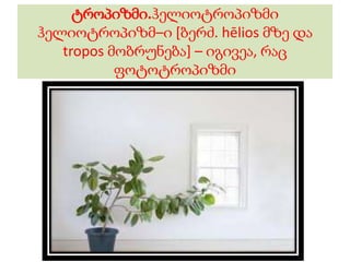 ტროპიზმი.ჰელიოტროპიზმი
ჰელიოტროპიზმ–ი [ბერძ. hēlios მზე და
tropos მობრუნება] – იგივეა, რაც
ფოტოტროპიზმი
 
