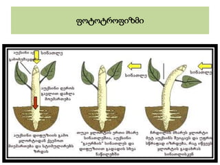 ფოტოტროფიზმი
 