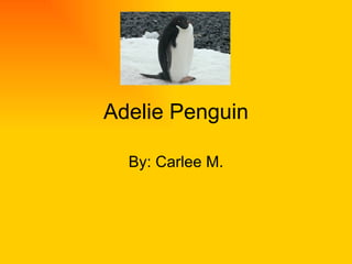 Adelie Penguin By: Carlee M.