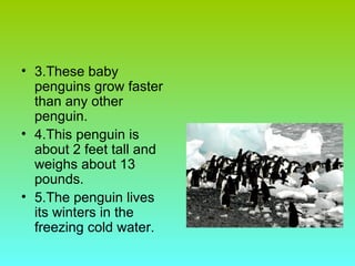 3.These baby penguins grow faster than any other penguin. 4.This penguin is about 2 feet tall and weighs about 13 pounds. 5.The penguin lives its winters in the freezing cold water.