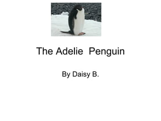 The Adelie  Penguin By Daisy B. 