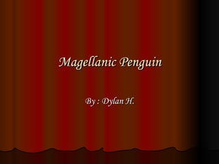 Magellanic Penguin By : Dylan H. 