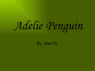 Adelie   Penguin By: Sam R. 