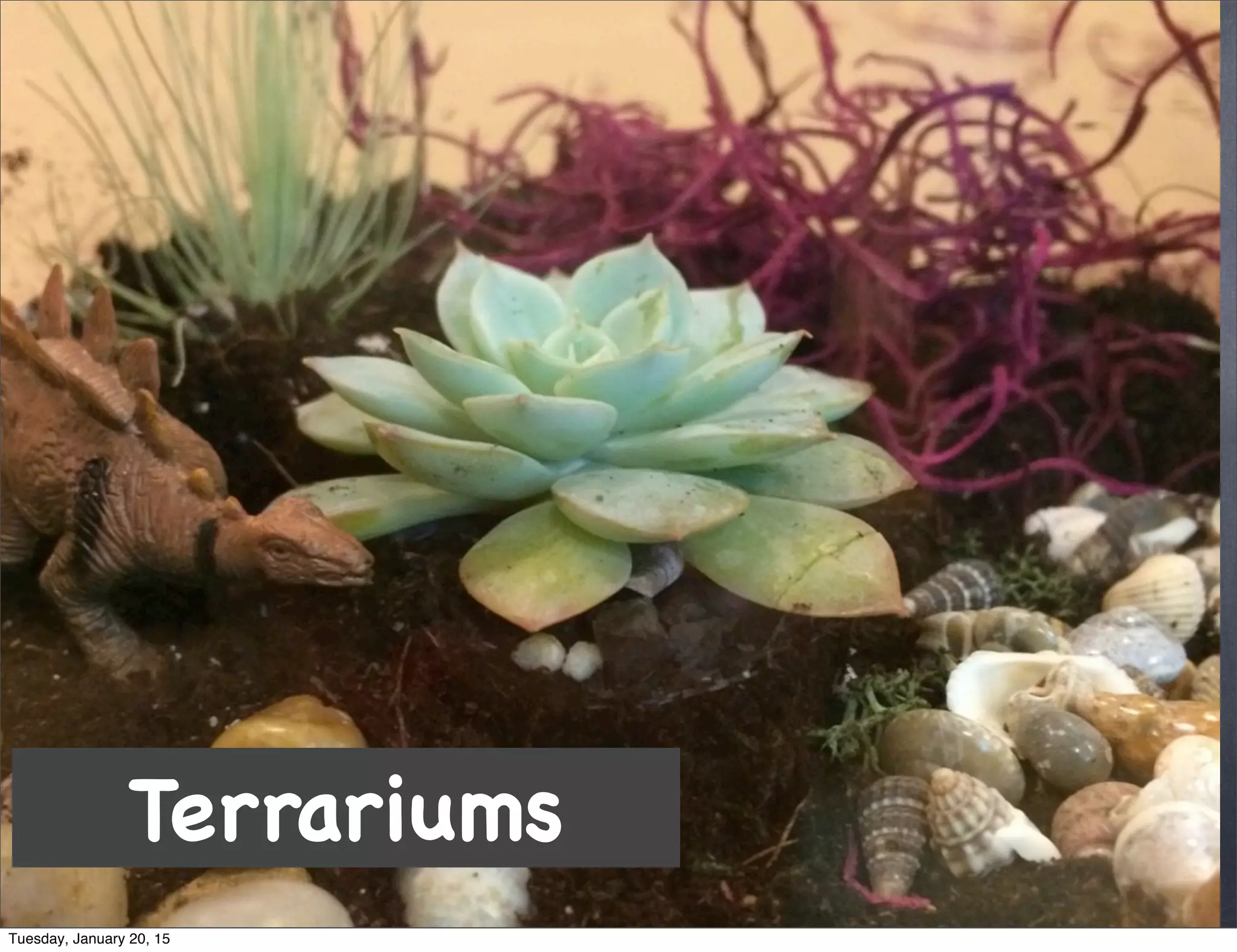 Terrariums
Tuesday, January 20, 15
 