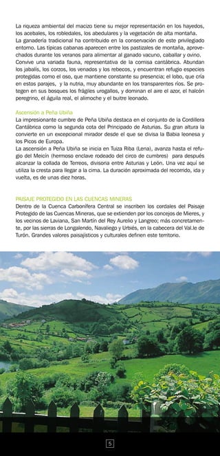 La riqueza ambiental del macizo tiene su mejor representación en los hayedos,
los acebales, los robledales, los abedulares y la vegetación de alta montaña.
La ganadería tradicional ha contribuido en la conservación de este privilegiado
entorno. Las típicas cabanas aparecen entre los pastizales de montaña, aprove-
chados durante los veranos para alimentar al ganado vacuno, caballar y ovino.
Convive una variada fauna, representativa de la cornisa cantábrica. Abundan
los jabalís, los corzos, los venados y los rebecos, y encuentran refugio especies
protegidas como el oso, que mantiene constante su presencia; el lobo, que cría
en estos parajes, y la nutria, muy abundante en los transparentes ríos. Se pro-
tegen en sus bosques los frágiles urogallos, y dominan el aire el azor, el halcón
peregrino, el águila real, el alimoche y el buitre leonado.

Ascensión a Peña Ubiña
La impresionante cumbre de Peña Ubiña destaca en el conjunto de la Cordillera
Cantábrica como la segunda cota del Principado de Asturias. Su gran altura la
convierte en un excepcional mirador desde el que se divisa la Babia leonesa y
los Picos de Europa.
La ascensión a Peña Ubiña se inicia en Tuiza Riba (Lena), avanza hasta el refu-
gio del Meicín (hermoso enclave rodeado del circo de cumbres) para después
alcanzar la collada de Terreos, divisoria entre Asturias y León. Una vez aquí se
utiliza la cresta para llegar a la cima. La duración aproximada del recorrido, ida y
vuelta, es de unas diez horas.


PAISAJE PROTEGIDO EN LAS CUENCAS MINERAS
Dentro de la Cuenca Carbonífera Central se inscriben los cordales del Paisaje
Protegido de las Cuencas Mineras, que se extienden por los concejos de Mieres, y
los vecinos de Laviana, San Martín del Rey Aurelio y Langreo; más concretamen-
te, por las sierras de Longalendo, Navaliego y Urbiés, en la cabecera del Val.le de
Turón. Grandes valores paisajísticos y culturales definen este territorio.




                                         5
 