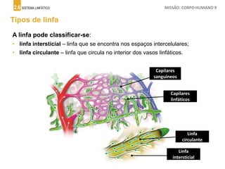 2.6 SISTEMA LINFÁTICO MISSÃO: CORPO HUMANO 9
Tipos de linfa
A linfa pode classificar-se:
• linfa intersticial – linfa que se encontra nos espaços intercelulares;
• linfa circulante – linfa que circula no interior dos vasos linfáticos.
A
Capilares
sanguíneos
B
Capilares
linfáticos
C
Linfa
circulante
D
Linfa
intersticial
 