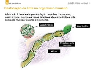 2.6 SISTEMA LINFÁTICO MISSÃO: CORPO HUMANO 9
Deslocação da linfa no organismo humano
A linfa não é bombeada por um órgão propulsor, desloca-se,
passivamente, quando os vasos linfáticos são comprimidos pela
contração muscular durante o movimento.
A
Vasos linfáticos B
Vaso linfático
C
Direção da Linfa
circulante
DVálvula
 