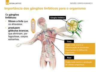 2.6 SISTEMA LINFÁTICO MISSÃO: CORPO HUMANO 9
Importância dos gânglios linfáticos para o organismo
Os gânglios
linfáticos:
• filtram a linfa que
os atravessa;
• produzem
glóbulos brancos,
que eliminam, por
fagocitose, corpos
estranhos.
A
Gânglio linfático
B
Timo
C Baço
Órgão onde ocorre a
diferenciação de leucócitos
importantes na defesa do
organismo.
Órgão onde ocorre a produção
de células sanguíneas.
 