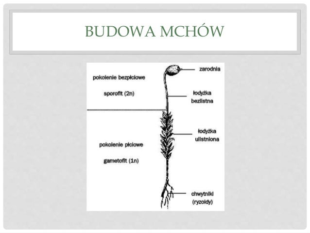 Mchy Paprocie Skrzypy I Widłaki Sprawdzian Mchy – rośliny lądowe