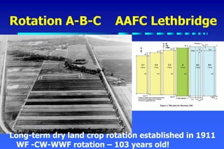 Rotation A-B-C AAFC Lethbridge
• nnn
Long-term dry land crop rotation established in 1911
WF -CW-WWF rotation – 103 years old!
 