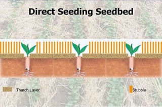 Direct Seeding Seedbed
Thatch Layer Stubble
 