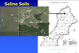 Saline Soils
 