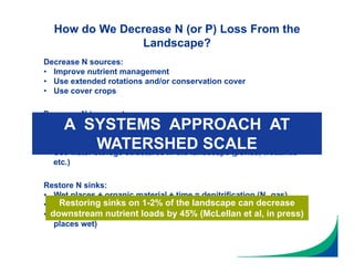 Decrease N sources:
• Improve nutrient management
• Use extended rotations and/or conservation cover
• Use cover crops
Decrease N transport:
• Use cover crops
• Use conservation tillage (soil water storage)
• Use controlled drainage
• Use water storage structures in the landscape (ponds, wetlands
etc.)
Restore N sinks:
• Wet places + organic material + time = denitrification (N2 gas)
• Restore wetlands
• Create wetlands (add organics to wet places, or make organic-rich
places wet)
How do We Decrease N (or P) Loss From the
Landscape?
A SYSTEMS APPROACH AT
WATERSHED SCALE
Restoring sinks on 1-2% of the landscape can decrease
downstream nutrient loads by 45% (McLellan et al, in press)
 