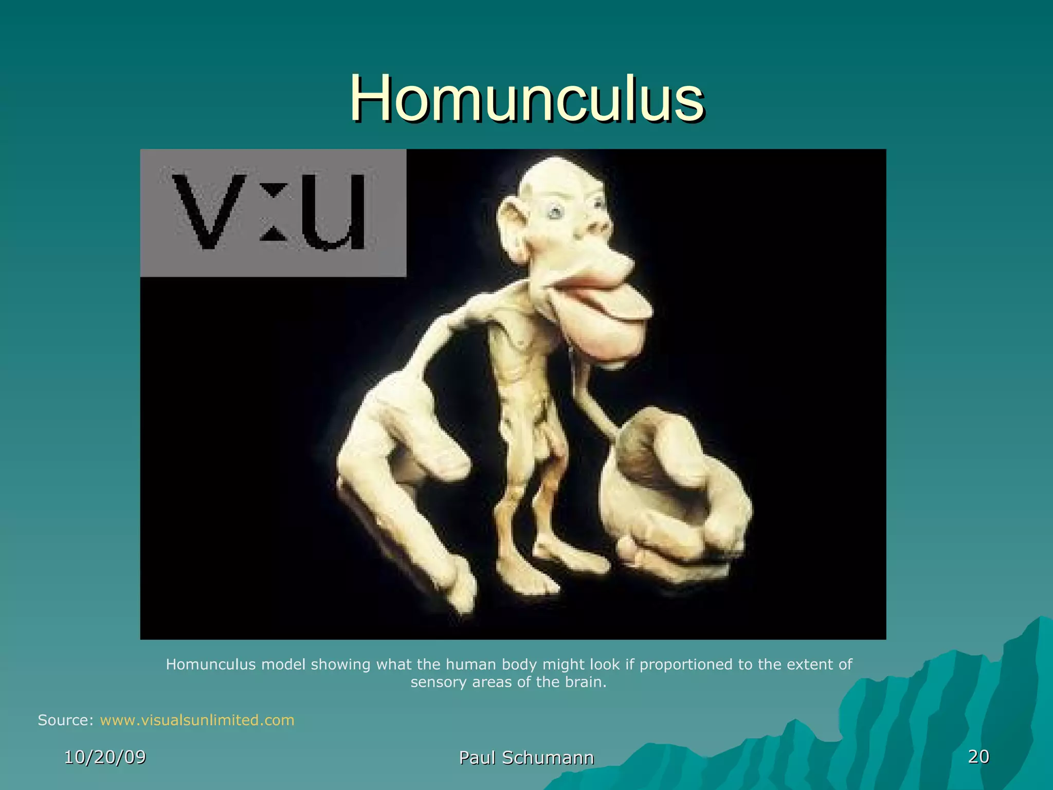 Homunculus 10/20/09 Paul Schumann Source:  www.visualsunlimited.com Homunculus model showing what the human body might look if proportioned to the extent of sensory areas of the brain. 