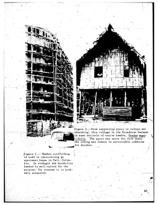 -*   -
                                                                                               .                            L.



                                                                           --From supp.ortLngposts"         to rafters'and
                                                                              this .eott-age      in the Ec'uadoran    lowlands

                                                            tifolia.
                                                                       :
                                                           is made enti'rely-
                                                                                   T . -’
                                                                             The pzsts
                                                                                       of native.bambpo,
                                                                                          may serve for&-five
                                                                                                                        -
                                                                                                               Guadua angus-
                                                                                                                     years; _
                                                            the siidingl      may remain     in serviceable       condition
a-
            .   ;                                     ,...for        decades.
                              'b,i      ,_ w"ra
                                         ;                                        ., @
                                                                                                                            :      i
                                         I                a                                                                      ./
                                                                                                 .. ,                          :
      +e          l.--     Bamboo scaffolding                I
                                                         1         '. ._..
       1s us&d in constructing             zn                                                   e
                                                                                               ..                  'j 'I
       apartment        house in Cali,       Colom-
       bia.     In strsngth      and 'durability                                          a        .
       bamboo is we.ll-suited          for the          '                           $.
     . purpose;        for edonomy-it      is prob-
       ably unequaled.         '                                                         '_.           L                         ----   -
                                                                                                                                   1
                                                                           1       %'
                                 .                                                                                               I       ,
                                                              ..   z           )                           2                            f
                                                                                                                                        1
 