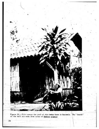 I----
    Z6
        Figure
        of the
                 20. --Tile
                 wall
                             --covers the roof of this b&.o   house in &at&ala.
                        are made from culms of Bambusa vulgaris.
                                                                                  -3 ‘Ibe “boardk’
                                                                                     
                                                                                   ’ i:-

                                                                                  A-’
 