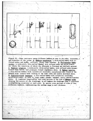 .




                                                                                                                           .
                                                                                                                       I



            FigurA 23 .--Some contrasts              among different      ba&oos,as seen in the nodes, internodes,i~'+     &I
            and-branches'df          the culms: E, Bamb     usa arundinacea, a thick-walled          bamboo with in-     .          i s
            fl-ated nodes and h,er%y, solitary,             -thorny lo-r      branches. ,B, Bhyllostachvs bambu-
 .' I -__soidea, 'a‘moderate-ly
                       i, '.                thin-walled    b$mbo&~ with inflated nodes and paired~branch-
            es, above -the -insertion            of 'which the ,i$ternode isflattened         and shallowly grooved.                     P
          ,G. BambusaPvulgaris,            aTmoderately      thick-wa~led~bambeq-~~-infl-at~odes,dormant'
       ". branchbids           ,below, and pr0minen.t. branch cotnp&ments above. D, Bambusa textilis,                    _
 ;.
     '. 'I'-a thin--wa,!led       bamboo with cyiindrical          internodes; noninftatedn=ared                at the
I‘.. I ,sheatb .sc&; branch-‘buds                 lacking  at the lovr nodes and tardily developehabove.               *
                    'I
1,,.-~., E~~Schl~zos~achj&.             lumampao, a' thintwailed         bamboo with cylindrical     internodes;'                    3
,'          &inflated        aodes; no- ,buds 'at lowe‘r nodI.~_~,ender,          subequal, -easily
 