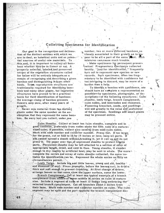 ._’ ‘.           Our goal is the -rec.ognitjon             and delinea-,
..(’        .tion of the distinct      entities       with, which’we.
  ,,,   :                                                                                                                                                                                                                                                @; ::
(, : ,
1,.       E are to.deal,    as botatiical        tinits    and as poten-my                                             7      3.
                                                                                                                                                                                                                                                           _ .:
    :I       tial spurces    of u$eful       riw    mater&l-s.        To, s                                                        mixtures             caqcause            much trouble.
                                                                                                                                       -j Make         spepimens              fo; permanent                     preser-
                                                                                                                                (vation:            Fragmentary                   ?‘jecimti&              collected
                                                                                                                                  ‘hastily,         “jusp. for identifica;l”oi,                       I’-frequently
                                                                                                                                   +rn       out to represent                   .new species                 or new
                                                                                                                          ’        r cords.             Sych specimens,                      Often too frag-
                                                                                                                                     $
                                                                                                                                   mT,ntFry.to             be identified               with       confidence                 but        *
      .: .            bamboo           an,d distinguisking                    i-m              othe-ti                  -          toointriguing              to discard,                 may be more                     of a             .’
 ;>.                                                                                                                                                                                                                                         *
 ,:.,,        :       kinds.          ?‘rH,        reproducti;e               stru&ures               are’                        burden         thsn a help.              ’            ’                                     --
  ‘.,‘-               tradifionally              requkcd             for identifying                barn-                    /’            To i’dent$fy;a             bamboo             with      c&onfidence,,                one             +%
 ,. :’
                                                                                                                                    should        have ias coihplete                    a representatioq                        as                       1 ,
 .::. ; .(          .bods -and many                    other      .plaats,        but veietative
  ;,; ‘-        - sfructures                 haire. proved              to be a practical                            -             possible-&by               specimens,                photographs,                     0;’ de-
  ;. ..i’
 .’ I_ ,        , basis-          for field           identification              of bqmboos:                                       scriptioxis-of               *he following                s$rti&ures,:‘i                 Cuih-                 ,A!
 : ..)...:
 ”                                                                                                                                                                                                                                                      (P
 ;Ti- ,,.
      ;‘:’        ,‘the average                clump          of bhmboo             presents                tr                   ..sheathS,           leafy      twigs,         branch          complement,                           j
 ji’./_ ’ ; flow6Zr.S’
  +                                    only once,             after       nianjr      .$&a+        df         ’                ’ -culm        nodes:,        and internodes                   and rhizomei.                                         9.’
 -‘ii. ._ .,
                ..! .gio&h.                                                                                                .. Flowering-bianche$$                               qeeds,         atid seedlings                     -:
                                                                                                                                                                                                                                  8
                                                                                                                                                                                                                                               .
                   j                                                                                                              ihrill add greatly               to the value                &d”qsefulness
                    ..i-     I?ever         mjx ma+&1                    from       tvJ,o d&t&g                                                                                                                                                       D.
                     plqnts        under        the same             r+u’mber          on the. a&--                                 of thP dpecimen.                    Seedlings             aa-&all                   $a&               ..‘m:-            -:.-.-
                                                                                                                                                                                                                          *z’.                             ‘.
                     s6mpt<on             that they, .represe?t                    thd same bamd                                   may be pressed                    enfire’.
                     .!,bo. (Be         wa$y        le,st you col&ct,                  under pne                    ~                                                                                                 ..
                                                           I.                        ’                                                                                            I             i         R,‘.,.                                       --.
                                   ,‘! “:                                                                                                                                                                                                                        ;
                                                    ’ ,Gulm Sheath&.                   Gdllect:at            least      ,ten Sulm shea$bs,                        complete              and     in            ’     )

                                                                  Litidn.      preferably              from       nodes            aboke th& fifth                node&f            a mature-‘,                                   ,                         ‘* @
           ..o         .‘yq.     ‘_ 2 __ v.                                                                                                                                                                                                             d
I”” ‘; -:,‘;>, ‘I - : ,:
 p-p; ,,7
 ;&<,
            :“           :                              ‘x                i ‘
                                              sr&ed)Fulm;               if /p&sible,-collect                     also       se&               from        mid-icuim               &d&s.                   II,                                    ,..I
                                                  ark .&t&,n6de’&mber                            ‘and Coll:Gior                  numb                Presg         f&t.         If’ too ldrR’e,i                                  *.       l

                                   .,--                the :pres&,           cut’ or fdld to’lOr by J5 .inches                                or less;
                                                                                                                                                                                                                                    ‘;.           ,**-‘”
                                       ,-’ “$&..cann&s@re&d                          a sheath            wi*hhdu&breaking                      it, let it roll
                                              pies&$                Tie paper            over       tips,.o‘f      unpressed                shegths          to’                                                  :
                                              parts....~~.~.~ist~nt                  &i?aths’         may be left Attached                           to a                                                                      4W
                                                _-.        -      ,te-Yqtigth,;         diied;        and sent in thue.                       Young.        sheaths,           if,slef;;der
                                        .‘~ lenough           to dry rkadily                by artific,ial             heati          n-fay be sent iri whole.                         yhk more               i 1.
                                                                   the serik             and-ar-lay             of culm             sheaths         collected.            the mbre            ‘re-


                                                                                                                                                                                                                                                          I.
                                                                                     Qnzltide         &E,a$d            little’     ieaves,,         young          and. old:          heqlthy          *     1        .      ,.!         ‘>                   -, I(


                                                                                                                                                                                                               .
                                                                                                                                   Ipper-       surface,            sgme        the.     lqtier.             “‘.
 