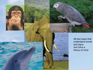 All tool users that
understand words
and signs
and have a
theory of mind
 