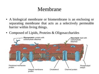 Membrane
● A biological membrane or biomembrane is an enclosing or
separating membrane that acts as a selectively permeable
barrier within living things.
● Composed of Lipids, Proteins & Oligosaccharides
 