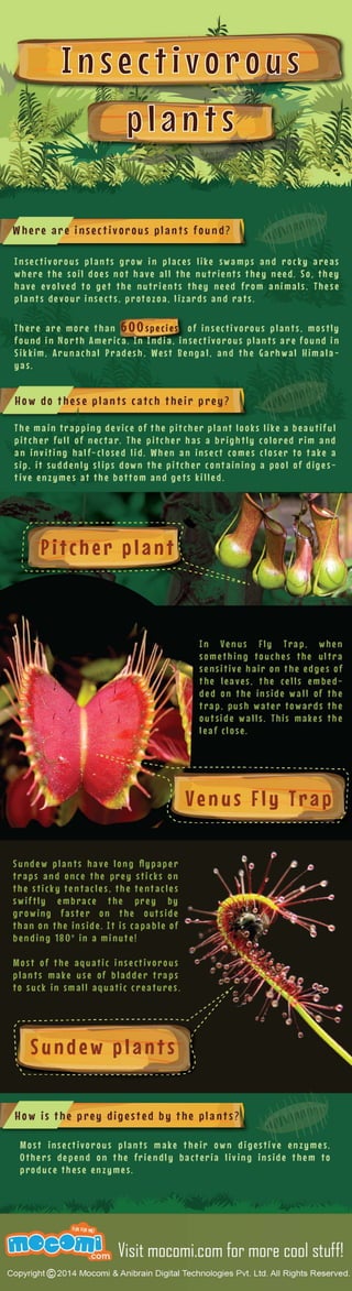 Insectivorous Plants Facts – Mocomi Kids