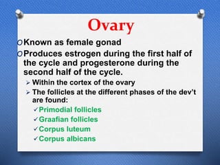 Ovary
OKnown as female gonad
OProduces estrogen during the first half of
the cycle and progesterone during the
second half of the cycle.
 Within the cortex of the ovary
 The follicles at the different phases of the dev’t
are found:
Primodial follicles
Graafian follicles
Corpus luteum
Corpus albicans
 