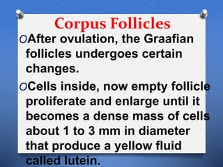 Corpus Follicles
OAfter ovulation, the Graafian
follicles undergoes certain
changes.
OCells inside, now empty follicle
proliferate and enlarge until it
becomes a dense mass of cells
about 1 to 3 mm in diameter
that produce a yellow fluid
called lutein.
 